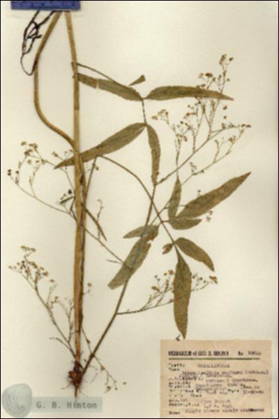 URN_catalog_HBHinton_herbarium_15600.jpg.jpg