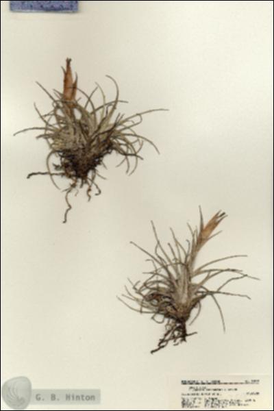 URN_catalog_HBHinton_herbarium_21359.jpg.jpg