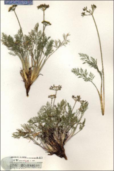 URN_catalog_HBHinton_herbarium_20290.jpg.jpg