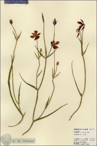 URN_catalog_HBHinton_herbarium_23316.jpg.jpg