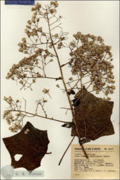 URN_catalog_HBHinton_herbarium_15777.jpg.jpg