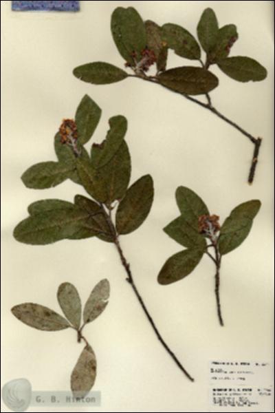 URN_catalog_HBHinton_herbarium_22644.jpg.jpg