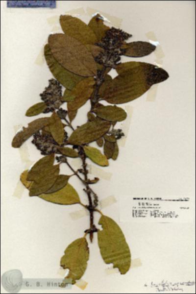 URN_catalog_HBHinton_herbarium_20139.jpg.jpg