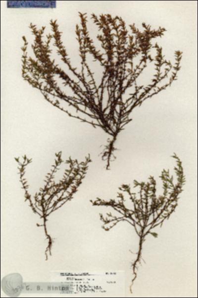 URN_catalog_HBHinton_herbarium_20762.jpg.jpg