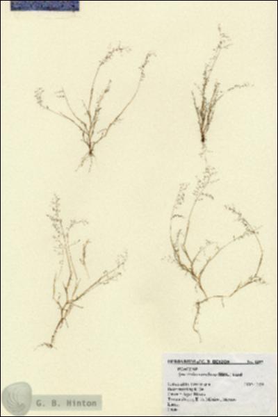 URN_catalog_HBHinton_herbarium_8397.jpg.jpg