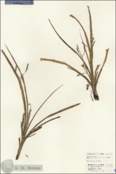 URN_catalog_HBHinton_herbarium_24638.jpg.jpg