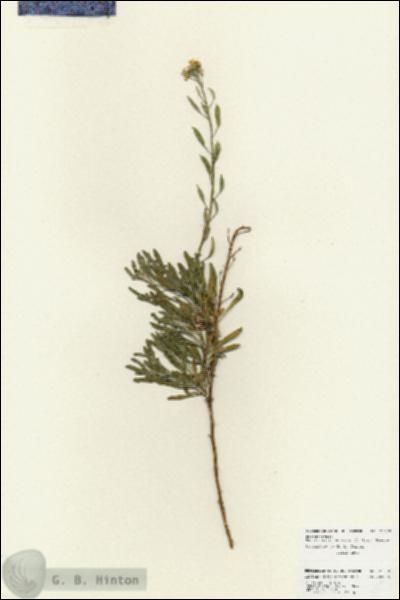 URN_catalog_HBHinton_herbarium_25970.jpg.jpg