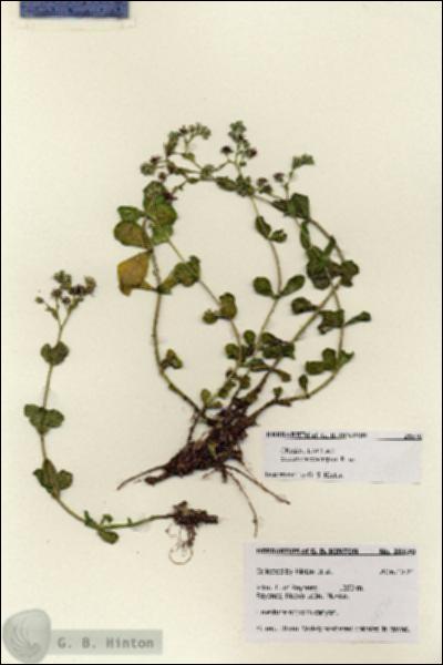 URN_catalog_HBHinton_herbarium_28570.jpg.jpg