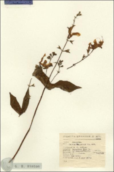 URN_catalog_HBHinton_herbarium_4376.jpg.jpg