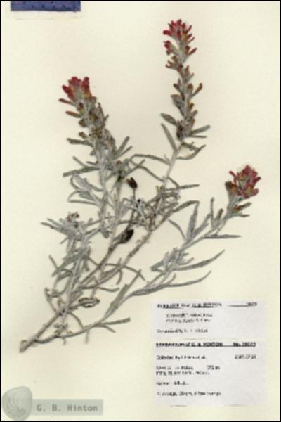 URN_catalog_HBHinton_herbarium_28623.jpg.jpg
