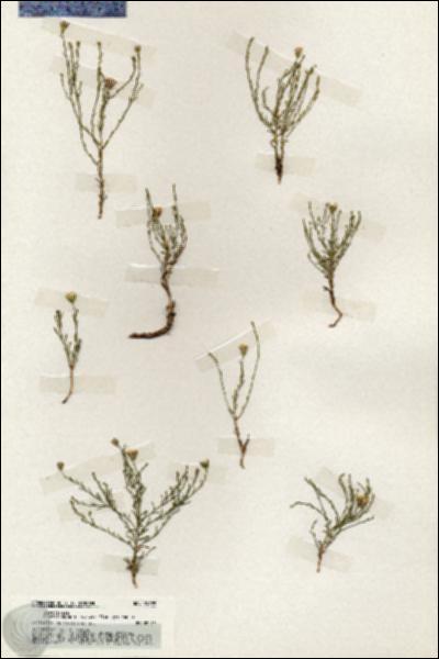 URN_catalog_HBHinton_herbarium_19699.jpg.jpg