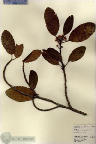 URN_catalog_HBHinton_herbarium_22690.jpg.jpg