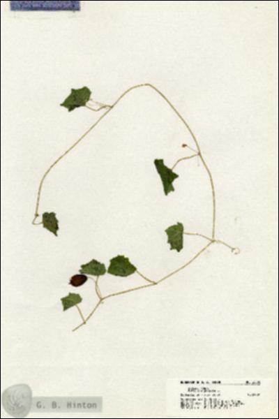 URN_catalog_HBHinton_herbarium_20568.jpg.jpg