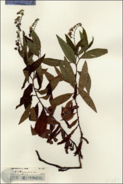 URN_catalog_HBHinton_herbarium_21247.jpg.jpg