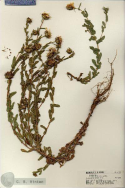 URN_catalog_HBHinton_herbarium_21193.jpg.jpg