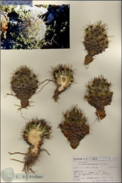 URN_catalog_HBHinton_herbarium_27150.jpg.jpg
