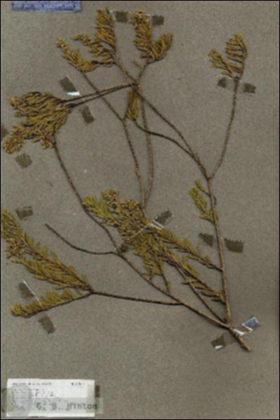 URN_catalog_HBHinton_herbarium_17817.jpg.jpg