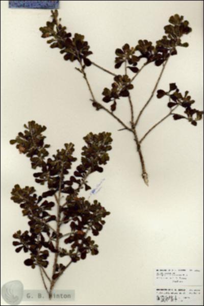 URN_catalog_HBHinton_herbarium_25952.jpg.jpg