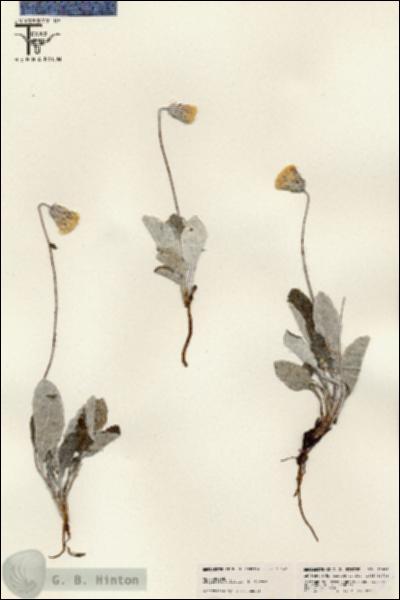 URN_catalog_HBHinton_herbarium_25642.jpg.jpg