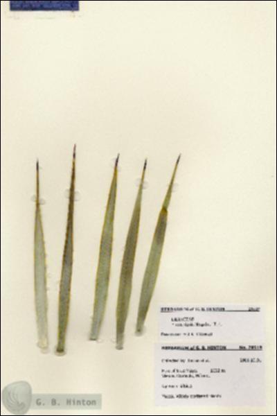 URN_catalog_HBHinton_herbarium_28519.jpg.jpg