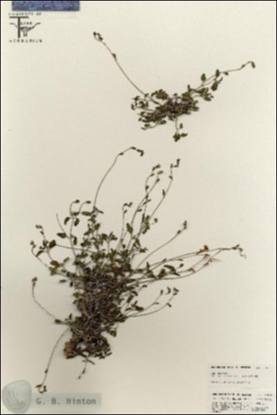 URN_catalog_HBHinton_herbarium_25519.jpg.jpg