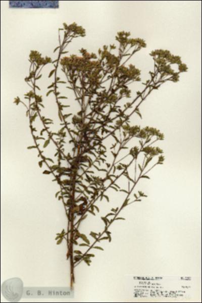 URN_catalog_HBHinton_herbarium_21340.jpg.jpg