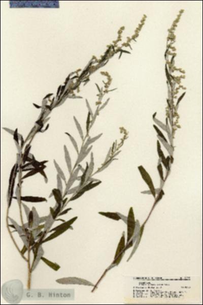 URN_catalog_HBHinton_herbarium_21355.jpg.jpg