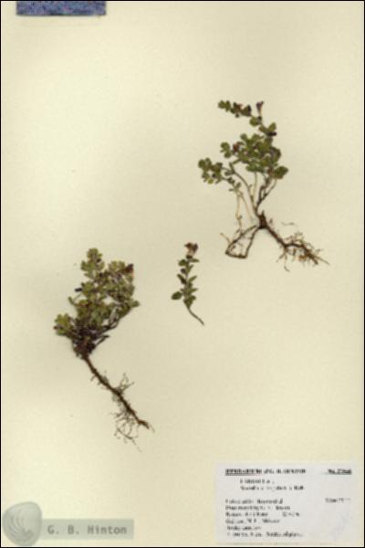 URN_catalog_HBHinton_herbarium_27646.jpg.jpg