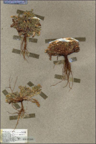 URN_catalog_HBHinton_herbarium_17036.jpg.jpg