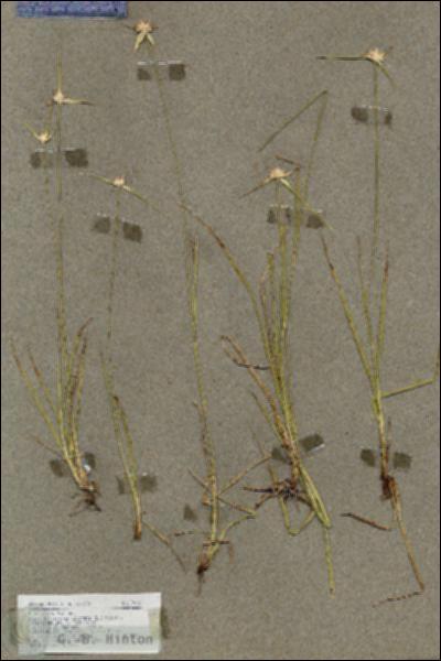URN_catalog_HBHinton_herbarium_17853.jpg.jpg