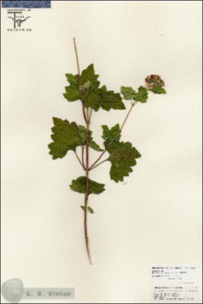 URN_catalog_HBHinton_herbarium_25812.jpg.jpg
