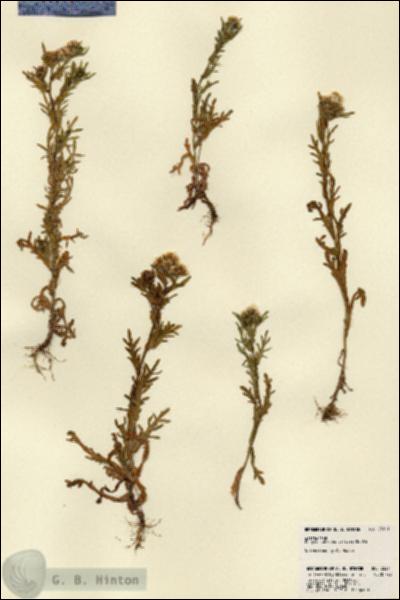 URN_catalog_HBHinton_herbarium_23211.jpg.jpg