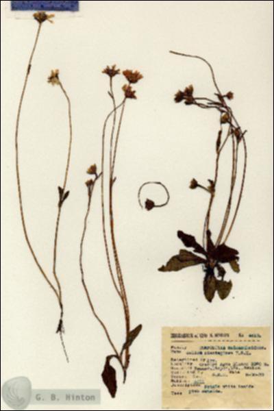 URN_catalog_HBHinton_herbarium_4613.jpg.jpg