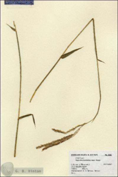 URN_catalog_HBHinton_herbarium_1232.jpg.jpg