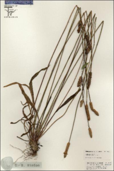 URN_catalog_HBHinton_herbarium_25404.jpg.jpg