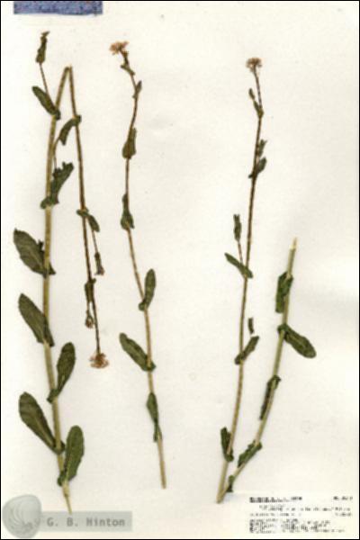URN_catalog_HBHinton_herbarium_20310.jpg.jpg