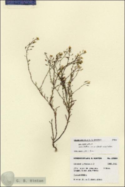 URN_catalog_HBHinton_herbarium_27884.jpg.jpg