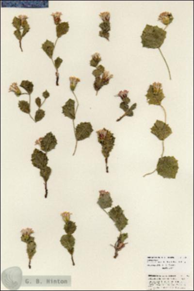 URN_catalog_HBHinton_herbarium_25997.jpg.jpg