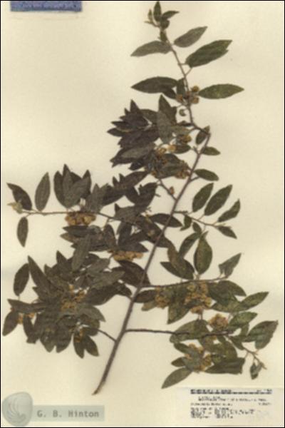 URN_catalog_HBHinton_herbarium_21549.jpg.jpg
