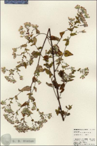 URN_catalog_HBHinton_herbarium_24031.jpg.jpg