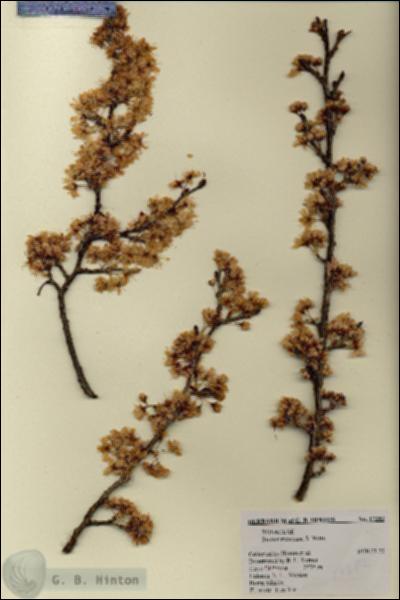 URN_catalog_HBHinton_herbarium_17282.jpg.jpg