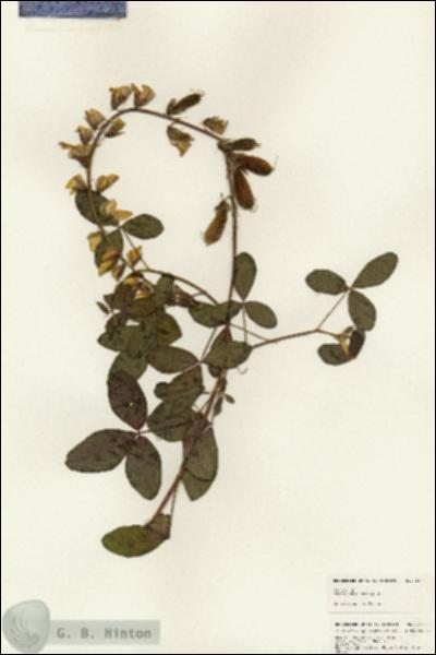 URN_catalog_HBHinton_herbarium_24841.jpg.jpg