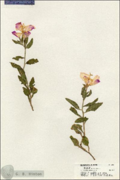 URN_catalog_HBHinton_herbarium_20584.jpg.jpg