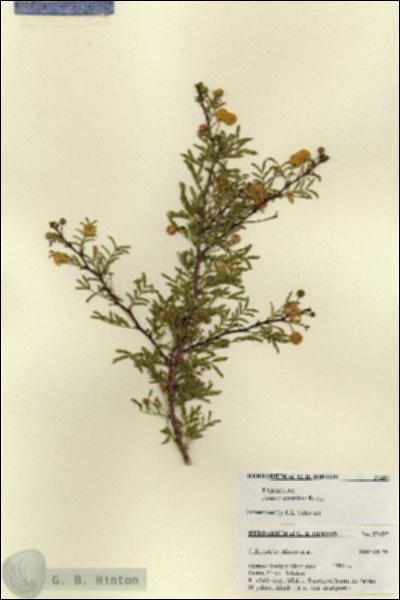 URN_catalog_HBHinton_herbarium_27437.jpg.jpg