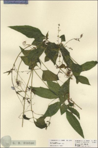 URN_catalog_HBHinton_herbarium_23309.jpg.jpg