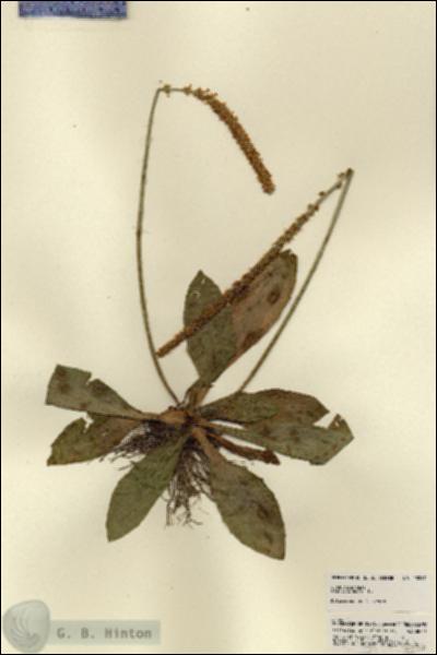 URN_catalog_HBHinton_herbarium_23267.jpg.jpg