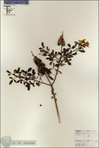 URN_catalog_HBHinton_herbarium_26324.jpg.jpg