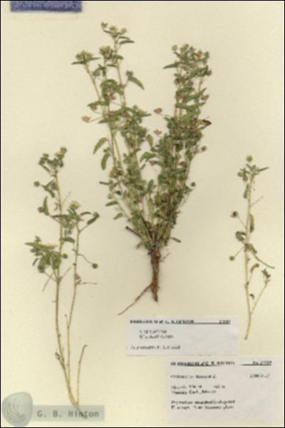 URN_catalog_HBHinton_herbarium_27519.jpg.jpg