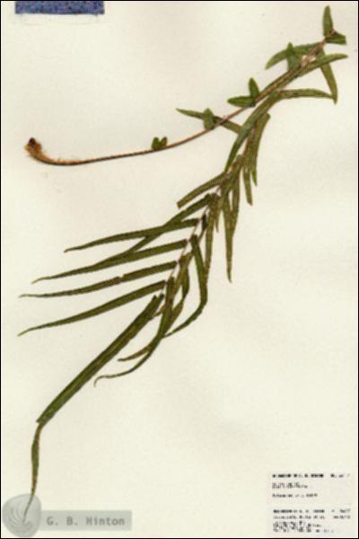 URN_catalog_HBHinton_herbarium_24417.jpg.jpg