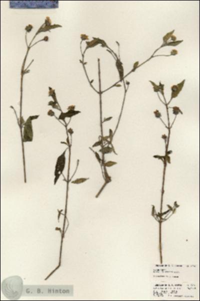 URN_catalog_HBHinton_herbarium_24161.jpg.jpg